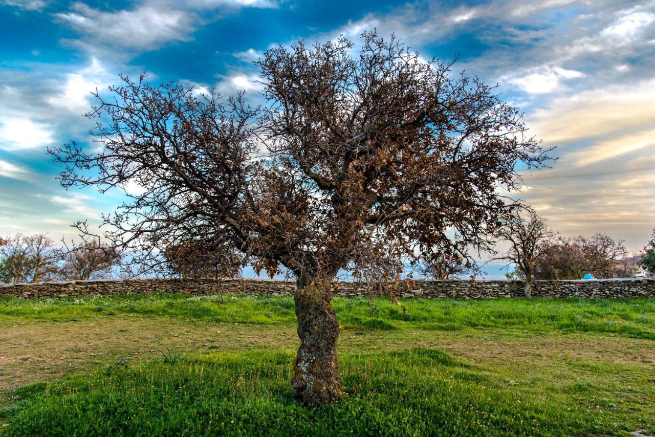 Willa Under Royal Oaks Pera Meria Zewnętrze zdjęcie